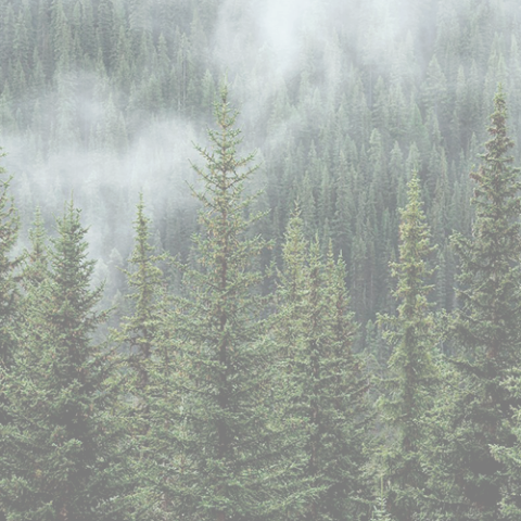 Forestal